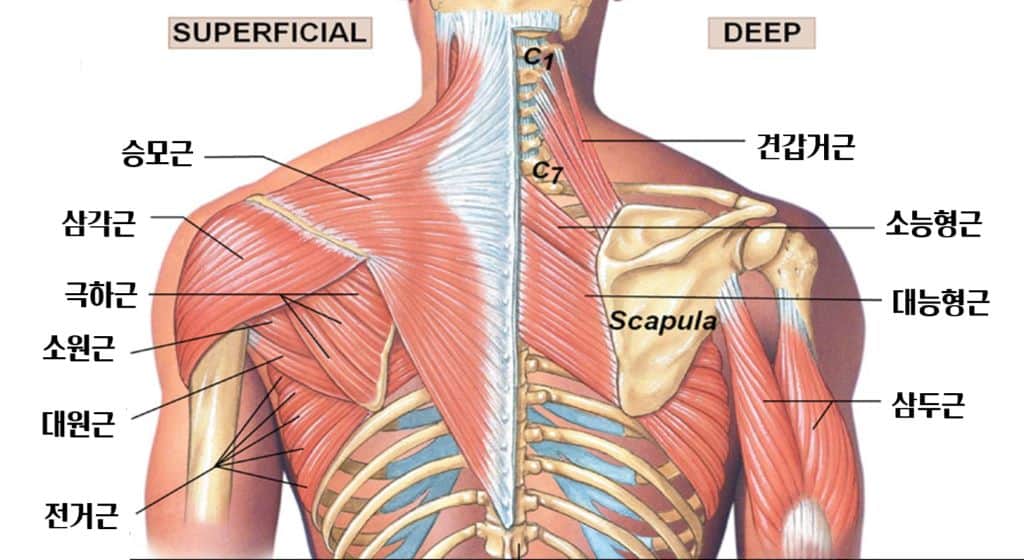 Scapular 주변근육 1