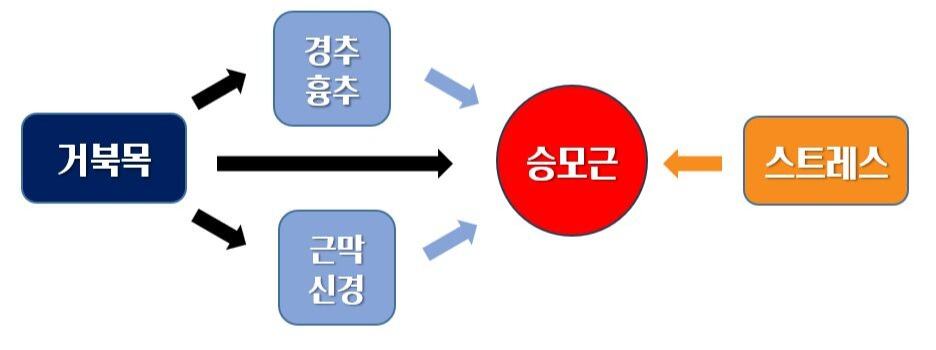 승모근뭉침연쇄원인
