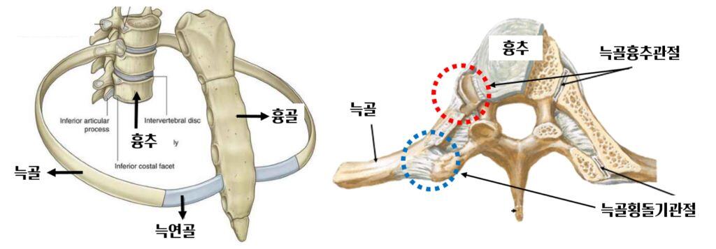 흉추늑골해부